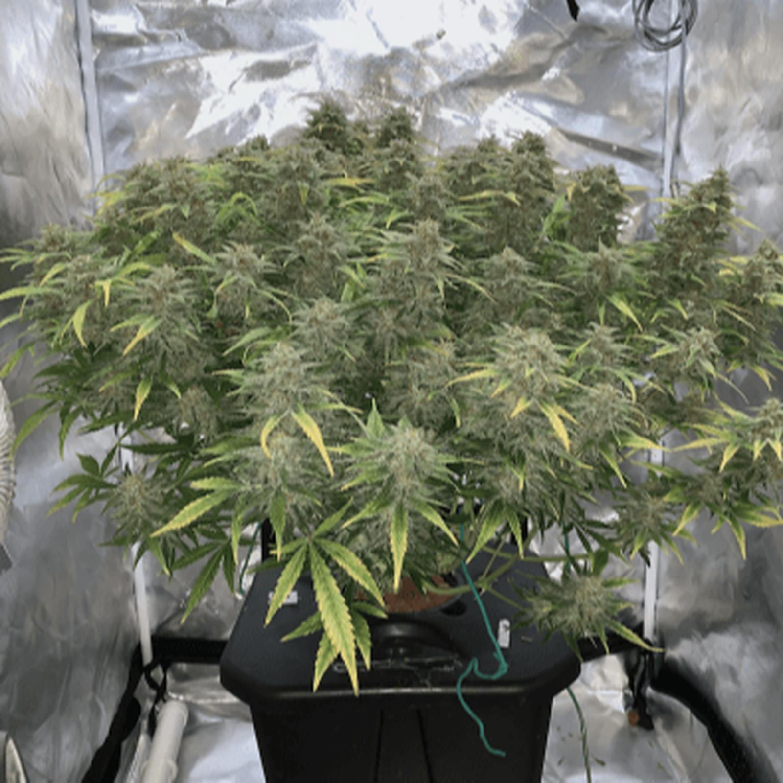 NukeHeads: Sherbert Auto Fem Seeds | Leafly