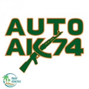 Photo of Auto AK 74 Feminized Seeds
