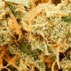 Photo of Wave Runner Pre-Roll 2 g 4 pack