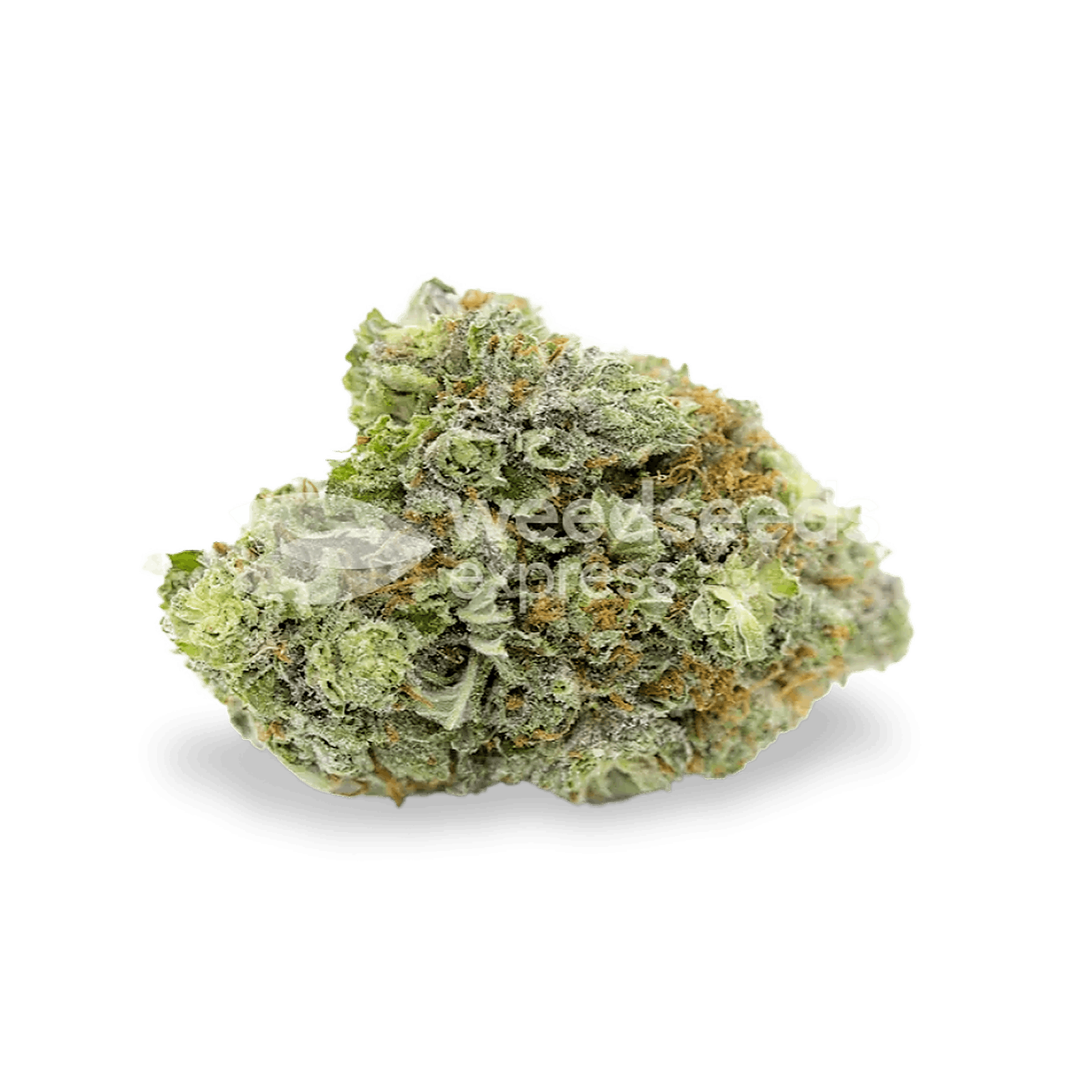 Weedseedsexpress Bruce Banner autoflower seeds Leafly