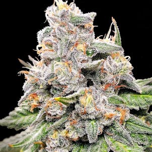 Photo of King Payton