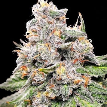 Photo of King Payton