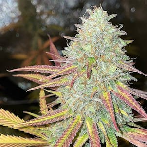 Photo of Fruity Pebbles 2.0 Cannabis Seeds Feminized