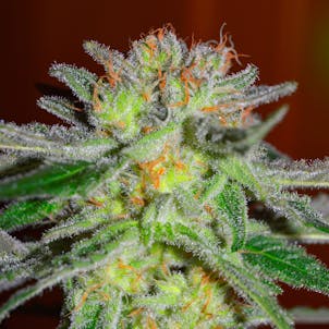 Photo of Northern Light Blue ®