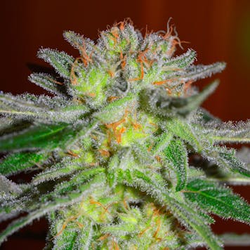 Photo of Northern Light Blue ®