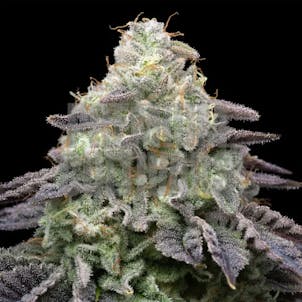 Photo of Peanut Butter Breath