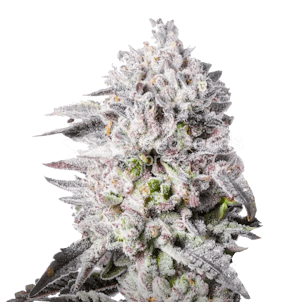 Photo of Permanent Marker Feminized Seeds