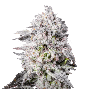 Photo of Permanent Marker Feminized Seeds