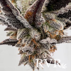 Photo of Key Lime Pie Hybrid Flower