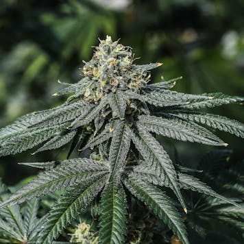 Photo of Terp Poison