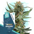 Product image for Monster Dwarf Automatic by Zamnesia Seeds