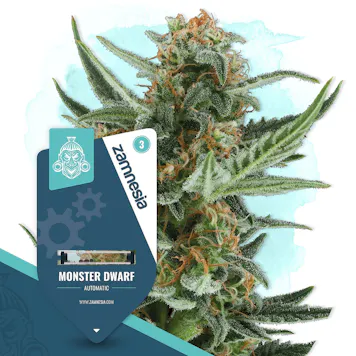 Photo of Monster Dwarf Automatic by Zamnesia Seeds