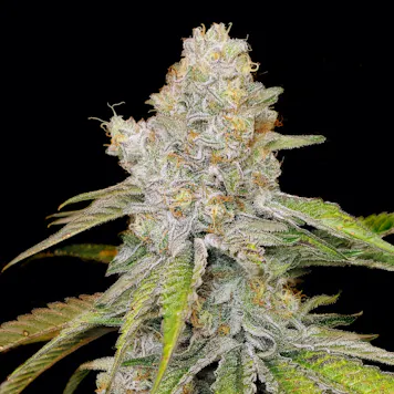 Photo of Star Punch (Hybrid)