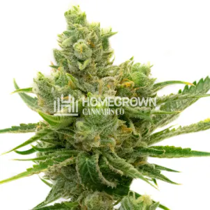 Photo of Sour Diesel Autoflower