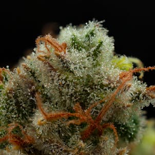 Photo of Wild Thailand