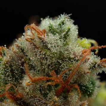 Photo of Wild Thailand