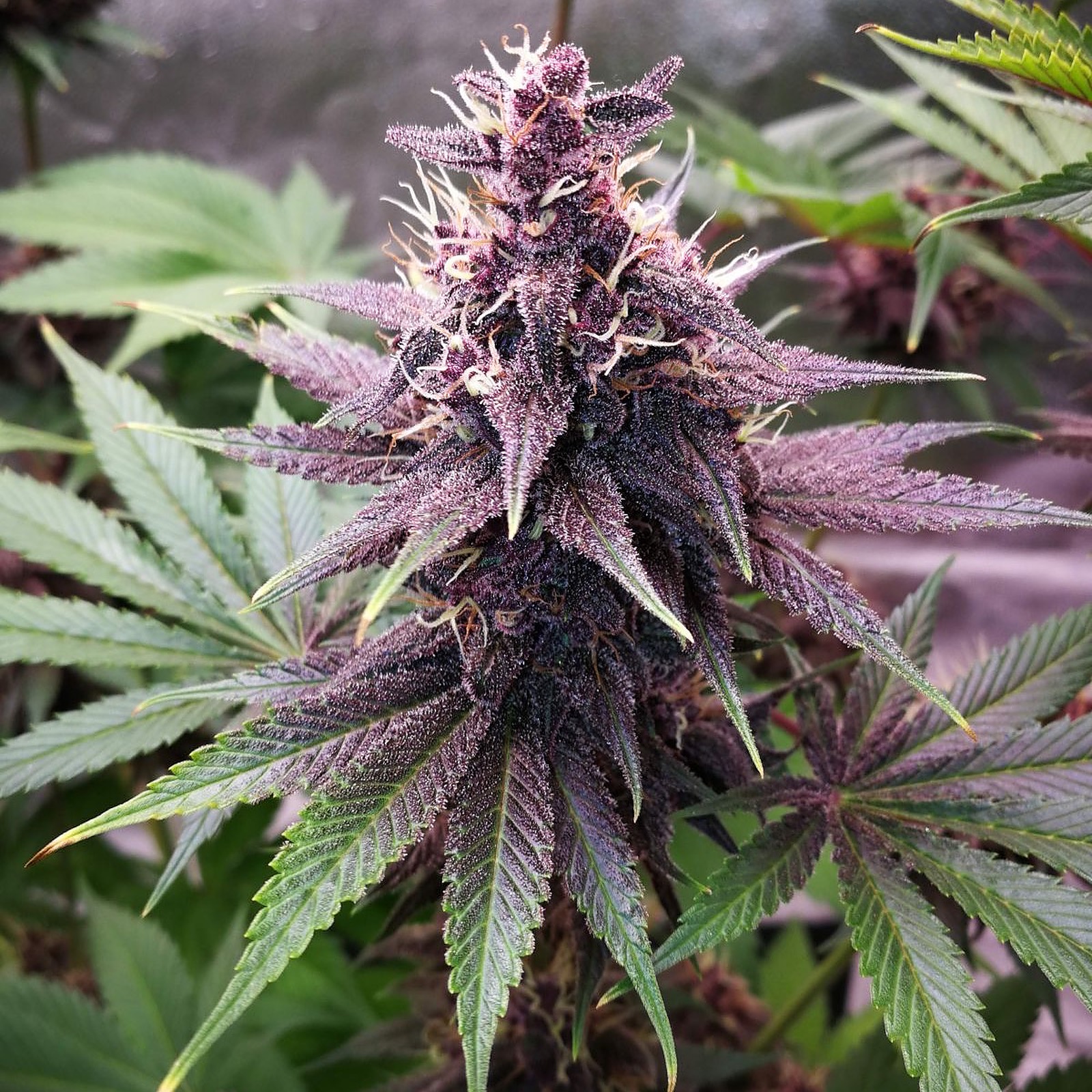 Fast Buds Autoflowering Cannabis Seeds: Purple Lemonade FF | Fast Buds ...