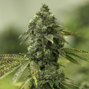 Photo of Gorilla Cookies