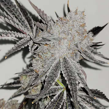 Photo of Sherbert Ice Cream Cake