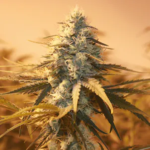 Photo of AK-48 feminized seeds x5