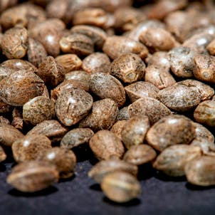 Photo of CherryHD CBD Seed