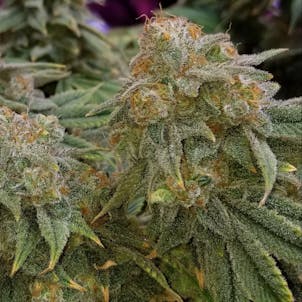 Photo of Pre 98 Bubba Kush