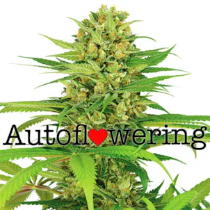 Photo of Bubble Gum (autoflowering) seeds