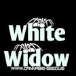 Product image for White Widow
