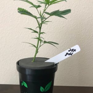 Photo of 24 K Gold a.k.a (Kosher Tangie - Kosher Kush x Tangie) - Healthy clones