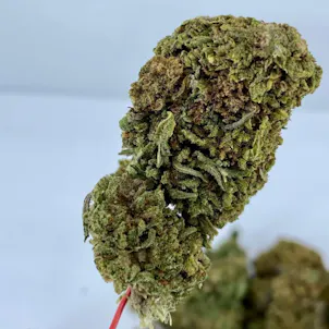 Photo of Gelato Strain CBD Hemp Flower