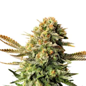 Photo of Scott OG Feminized