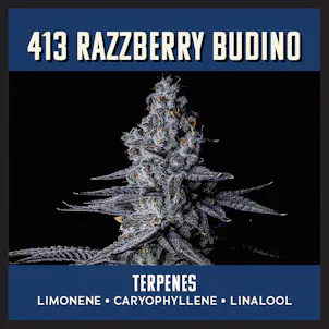 Photo of 413 Razzberry Budino