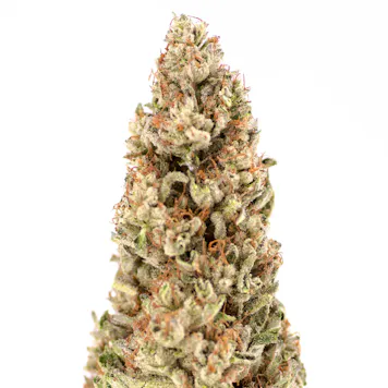 Photo of Cherry Pie