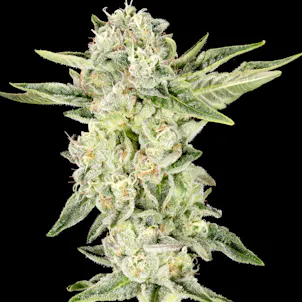 Photo of Gelato Cake