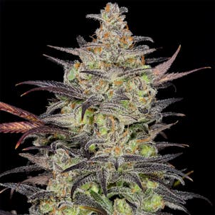 Photo of White Fire Alien Kush Seeds