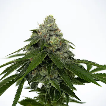 Photo of Good Day Farm: Triple OG | Flower | 3.5g