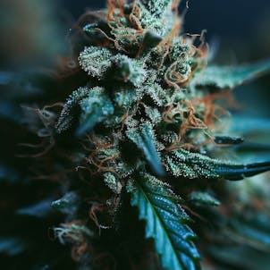 Photo of G.O.A.T. Milk – 10 PACK