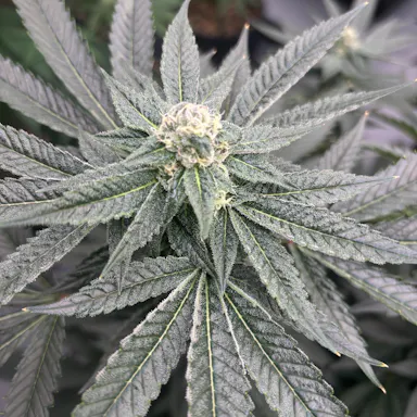 Zilly String Feminized | North Atlantic Seed