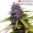 Product image for Blueberry Feminized