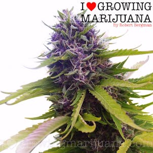 Photo of Blueberry Feminized
