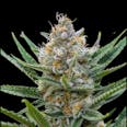 Queen of Soul Regular Cannabis Seeds
