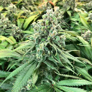 Photo of Sour Urkle Flower