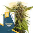 Product image for Critical Feminized by Zamnesia Seeds