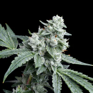 Photo of RudeBoi OG