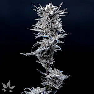 Photo of Blackberry Cookies