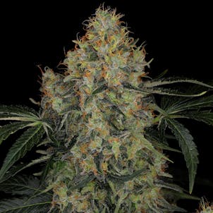 Photo of TOMMY CHONG'S™ - BLUE KUSH BERRY
