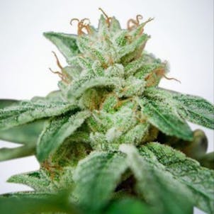 Photo of Ministry of Cannabis - CBD Star seeds