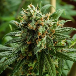 Photo of Strawberry Daiquiri (Kyle Kushman’s Strawberry Cough x Jack The Ripper)