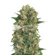 Product image for Master Kush Regular Seeds