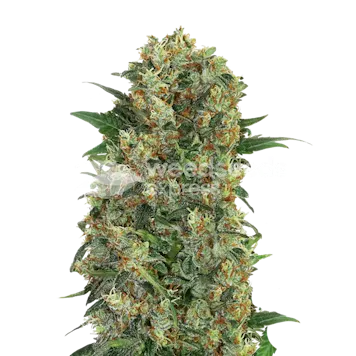 Photo of Master Kush Regular Seeds